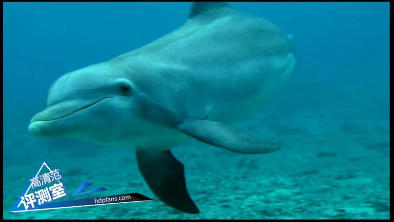 海美迪芒果嗨q,海美迪芒果嗨q2代