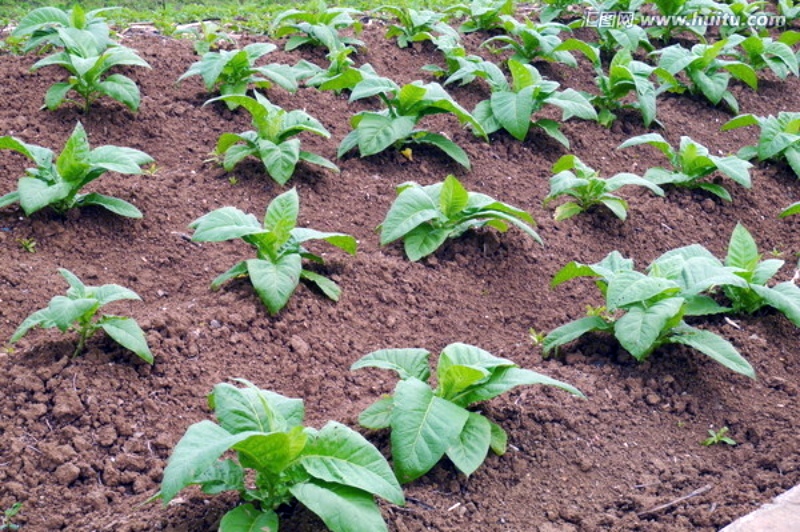 关于世界戒烟日的来历,国际戒烟日