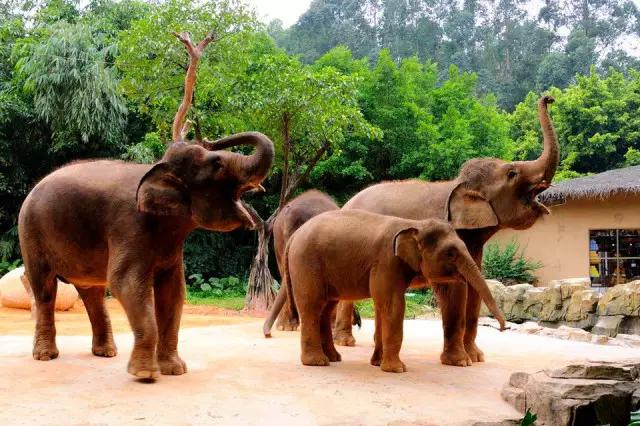 长隆适合小朋友玩的地方,长隆有哪些小朋友可以玩的项目