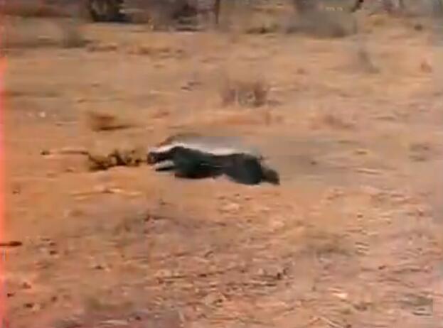 蜜獾被三只花豹围攻,蜜獾啃食剧毒毒蛇