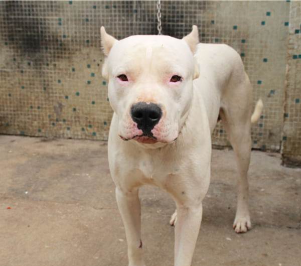 杜高犬现在猛犬排名第几,杜高犬世界十大恶犬第一名