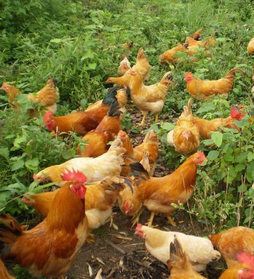 养殖虫子鸡怎么找销路,虫子养殖技术