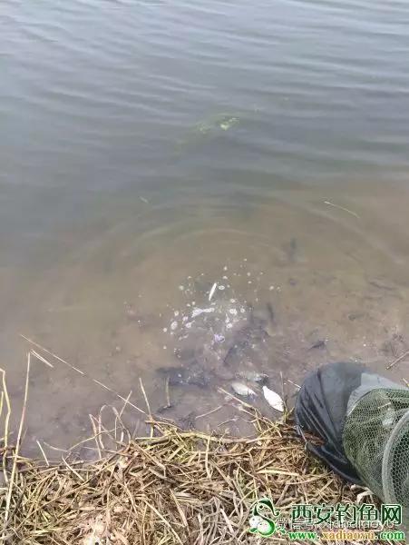 灞河石头坝鳑鲏,西安钓鳑鲏野钓最新地点