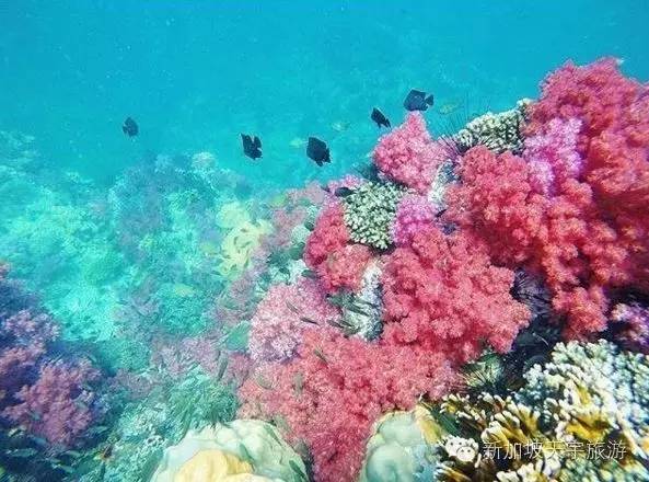 泰国的马尔代夫丽贝岛,泰国马尔代夫的海岛