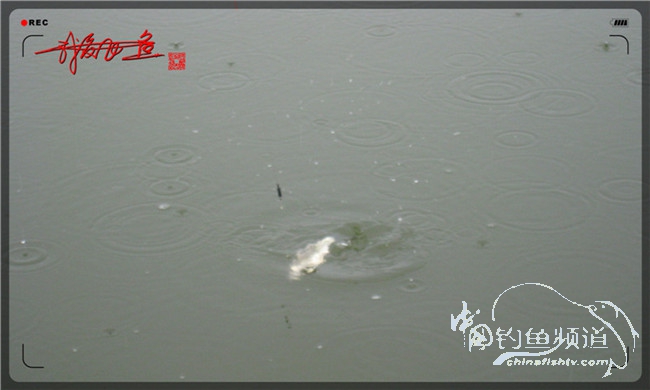 风雨无阻之我爱飞鱼去‘*欢寻**’!