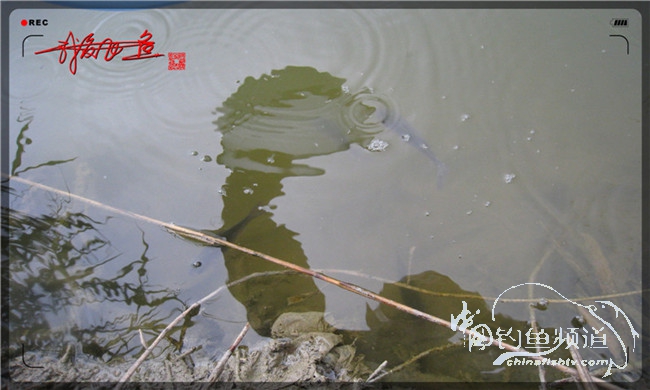 风雨无阻之我爱飞鱼去‘*欢寻**’!