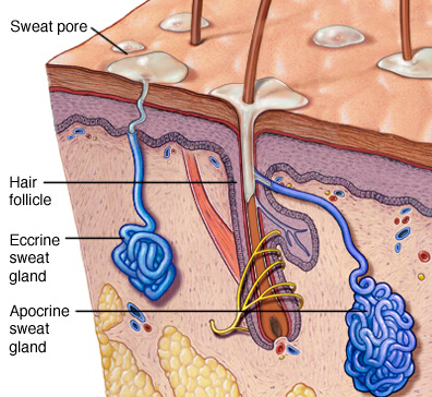 夏季腋下出汗多怎么办防汗小妙招,夏季汗出多了怎么办