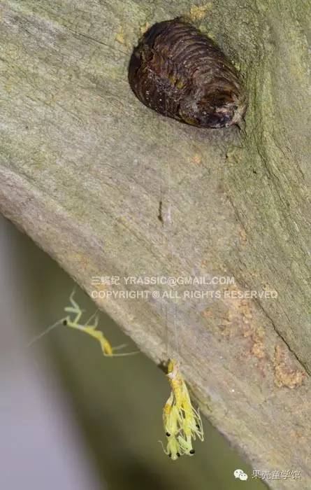 带小孩出去玩要小心一些什么虫,虫子带孩子去哪里玩比较好