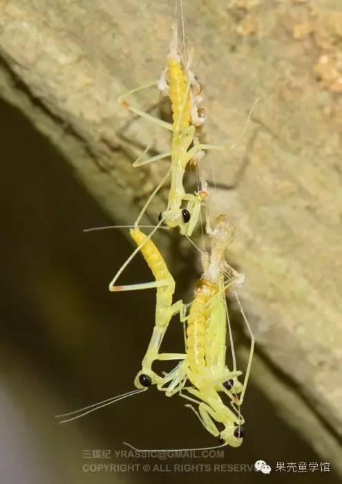 带小孩出去玩要小心一些什么虫,虫子带孩子去哪里玩比较好