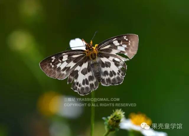 带小孩出去玩要小心一些什么虫,虫子带孩子去哪里玩比较好