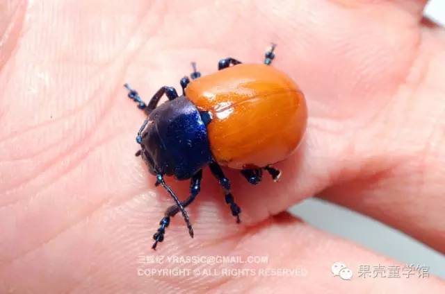 带小孩出去玩要小心一些什么虫,虫子带孩子去哪里玩比较好