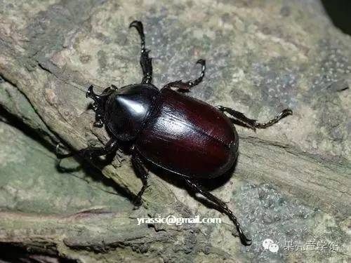 带小孩出去玩要小心一些什么虫,虫子带孩子去哪里玩比较好