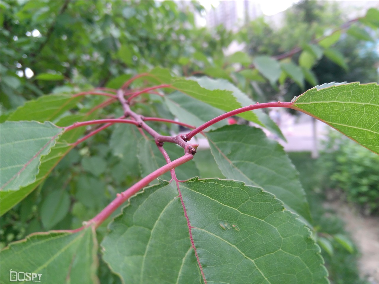 智玩部落：骁龙820无惧挑战小屏新旗舰联想ZUKZ2评测