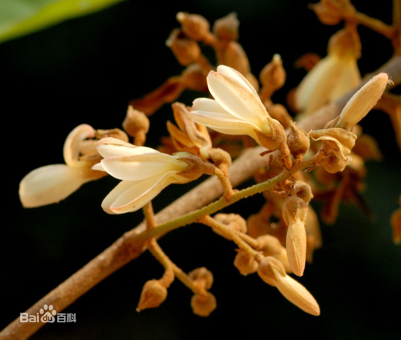 龙脑香科的植物,龙脑香是什么药名
