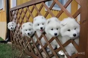 不同城市狗狗价格不一样,家庭常见狗狗价格