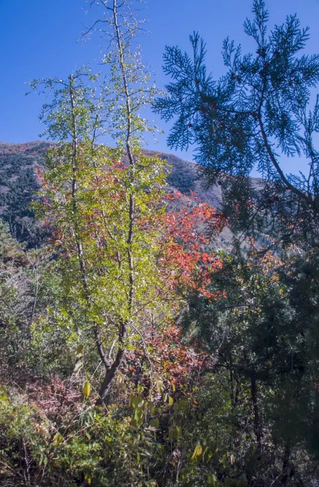 蟒山森林公园小东江,莽山森林公园萤火虫