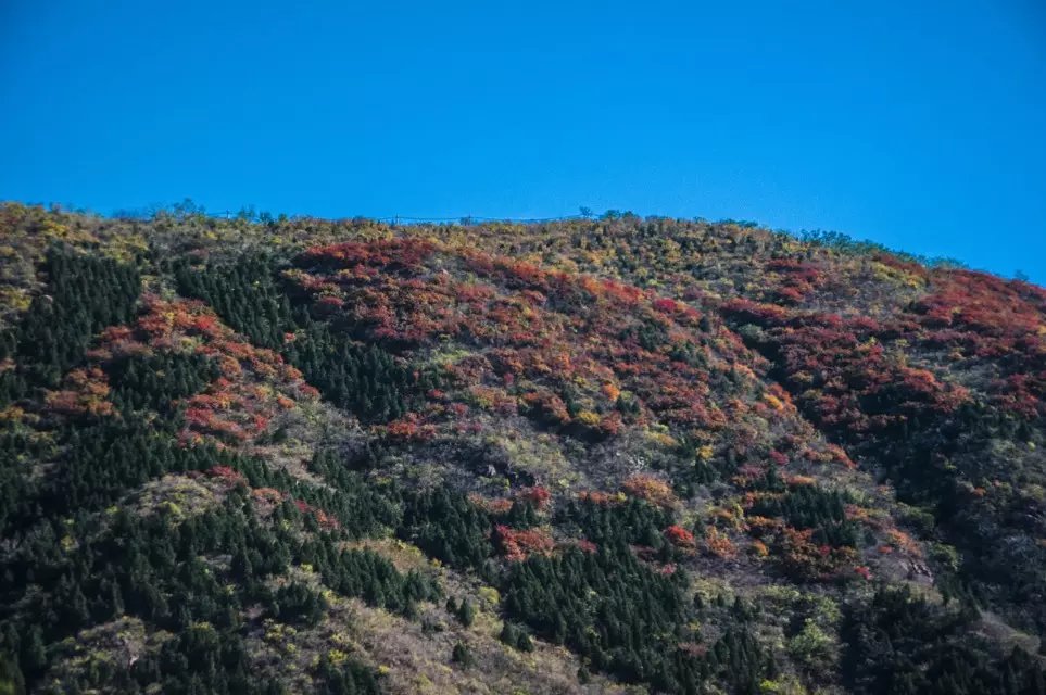 蟒山森林公园小东江,莽山森林公园萤火虫