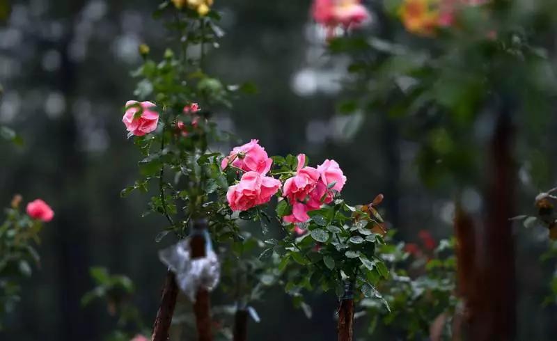 正是玫瑰盛开时,南京的玫瑰园盛开的季节是何时