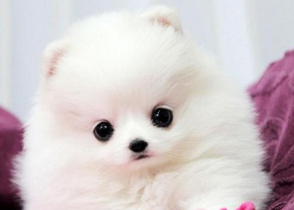 如何去除狗狗泪腺,去除狗狗泪痕的最快方法