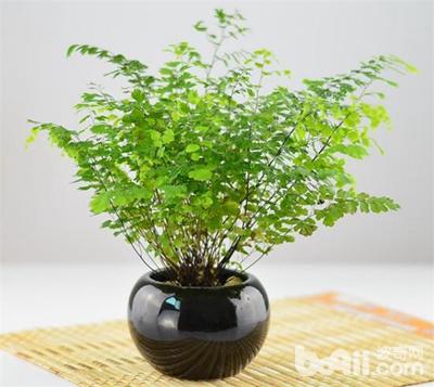 猫咪误食养鲜花的水有事吗,猫咪误食百合花会怎样