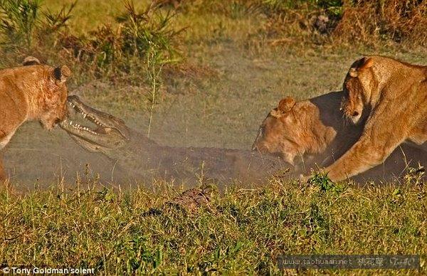 公狮和鳄鱼对战,母狮与鳄鱼交锋