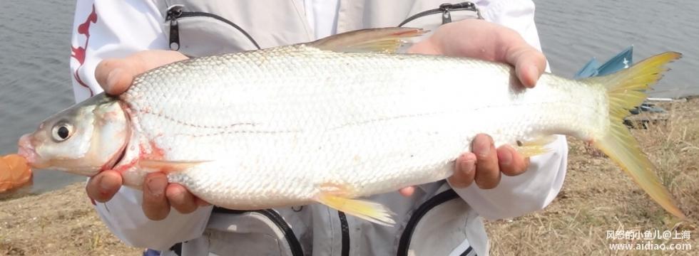 游钓太平湖视频,游钓太平湖