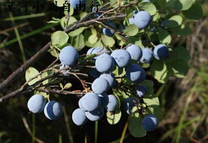 呼伦贝尔美食探店,呼伦贝尔美食攻略大全