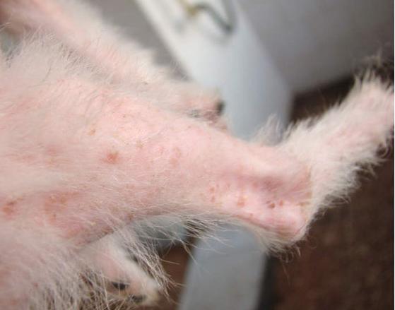 狗狗身上有湿疹用什么方法最好,狗狗身上湿疹症状