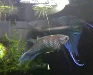 血脉奋“斗”历程--国斗繁殖实录（1）生命的起源