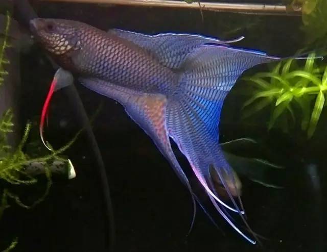 血脉奋“斗”历程--国斗繁殖实录（1）生命的起源