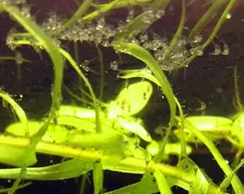 血脉奋“斗”历程--国斗繁殖实录（1）生命的起源