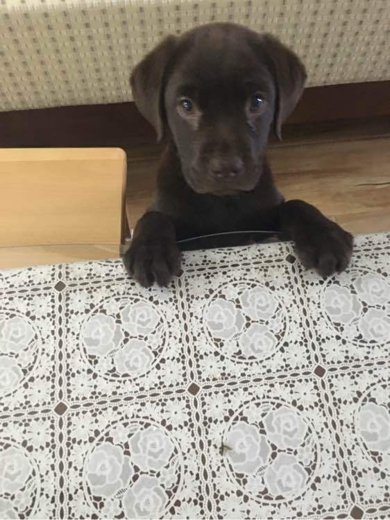 《一万个宠你的方法》爱宠知多少?第六期:拉布拉多