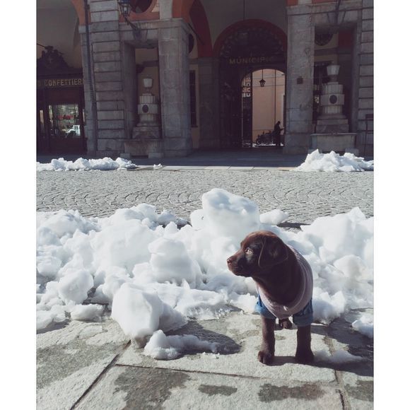 《一万个宠你的方法》爱宠知多少?第六期:拉布拉多