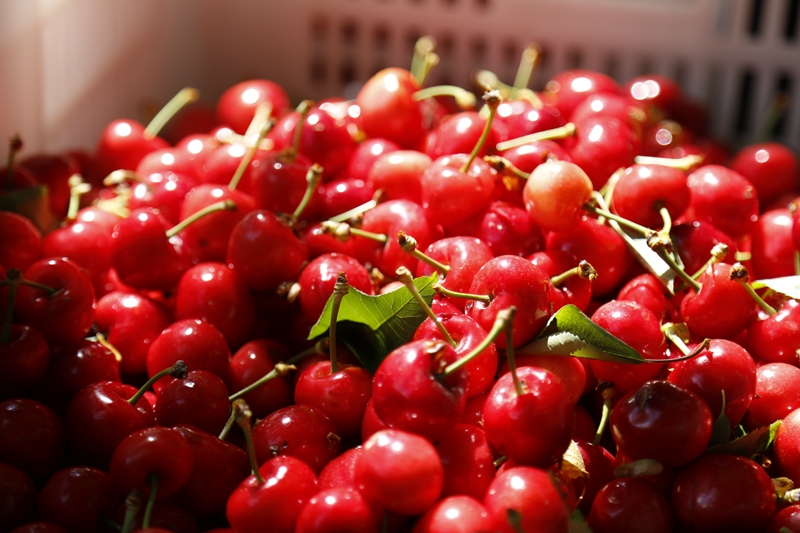 汶川种的是车厘子还是樱桃,汶川和汉源的车厘子有什么区别