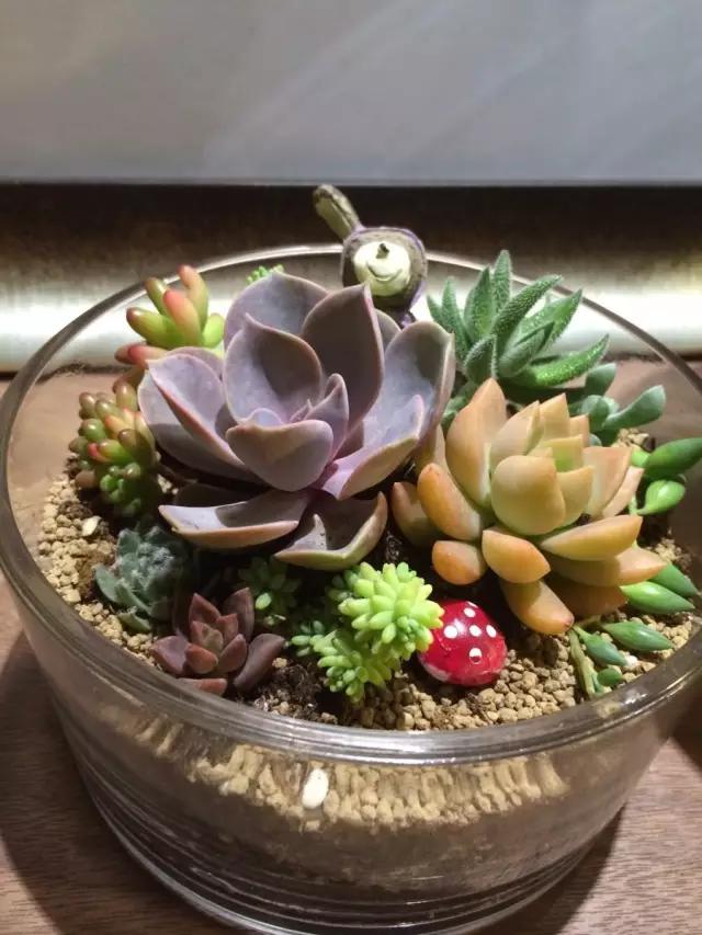 红酒瓶与多肉,玻璃瓶与多肉的邂逅