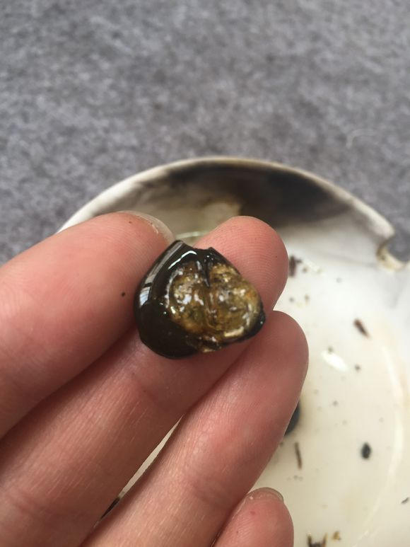 火烧蜜蜡真假鉴别方法,蜜蜡怎么辨别真假有什么好办法吗