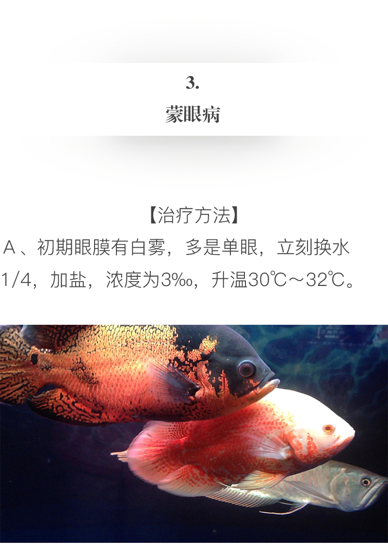 怎么才能养好地图鱼,养鱼新手入门能养地图鱼吗