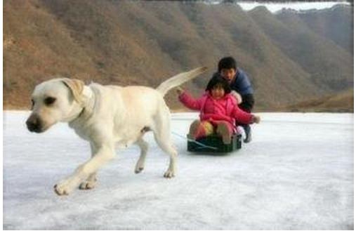 导盲犬小q动漫片影评,导盲犬小q电影总结