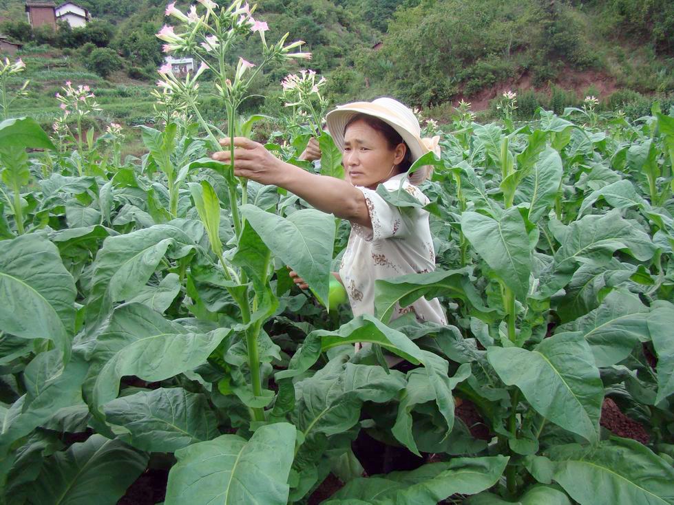 关于世界戒烟日的来历,国际戒烟日