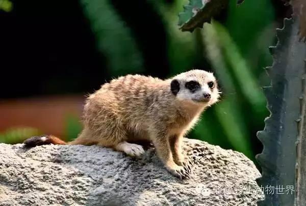 长隆适合小朋友玩的地方,长隆有哪些小朋友可以玩的项目