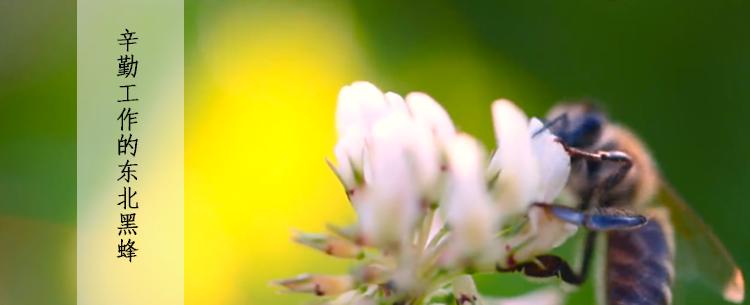 尼勒克黑蜂自然保护区,东北黑蜂自然保护区