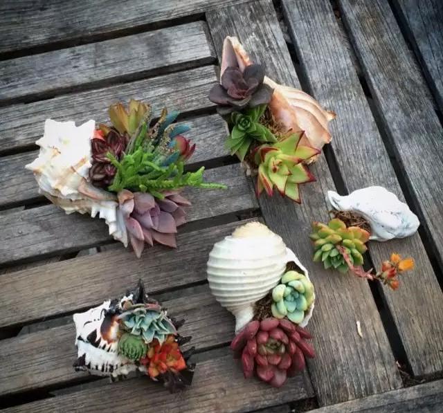 外国大神多肉,ins多肉