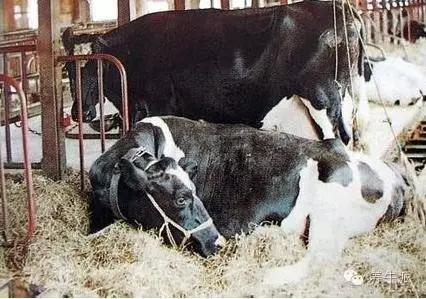 葡萄糖酸钙对猪副作用,葡萄糖酸钙注射液对牛的作用