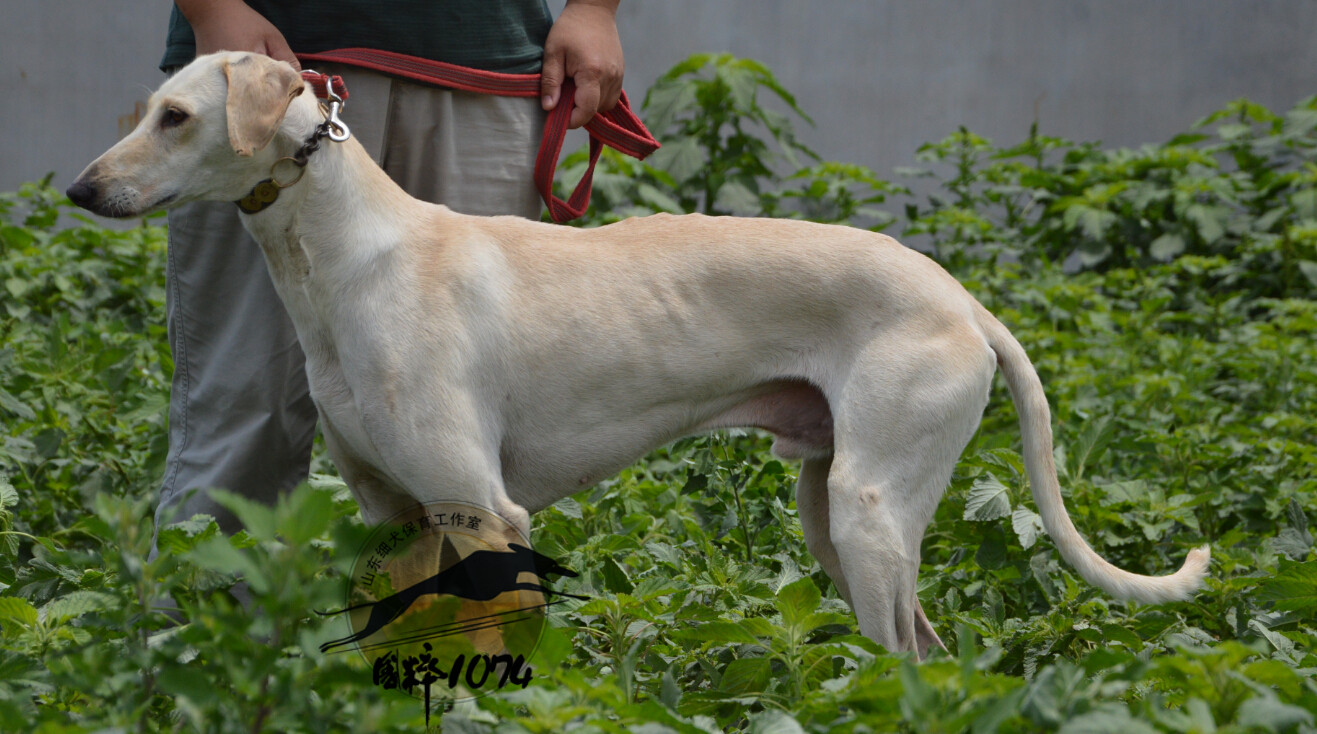 哮天犬是山东细犬吗,哮天犬原型白色细犬