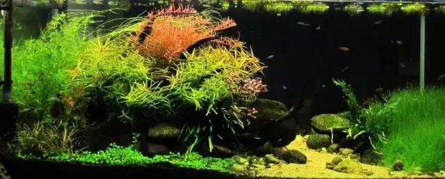 新手水草缸用什么滤材,水草缸入门常见问题问答