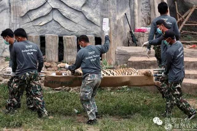 147大老虎全被抓走了?泰国虎庙或将无虎!