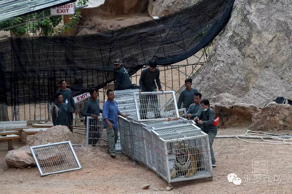 147大老虎全被抓走了?泰国虎庙或将无虎!