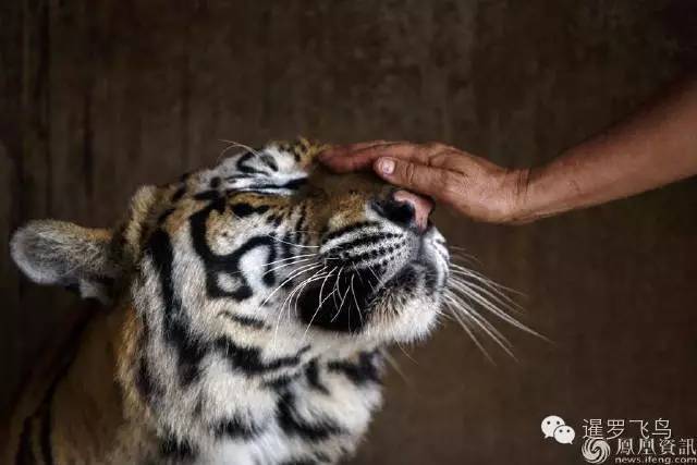 147大老虎全被抓走了?泰国虎庙或将无虎!