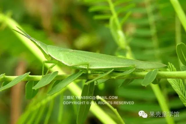 带小孩出去玩要小心一些什么虫,虫子带孩子去哪里玩比较好