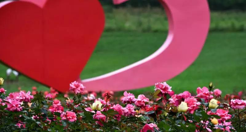 正是玫瑰盛开时,南京的玫瑰园盛开的季节是何时